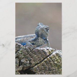 Papeterie Lézard d'alligator bleu de ventre