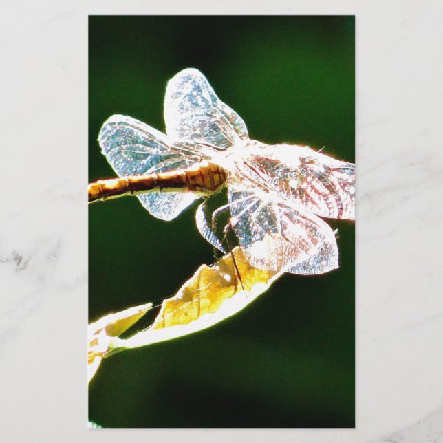 Papeterie libellule transparente (Devant)