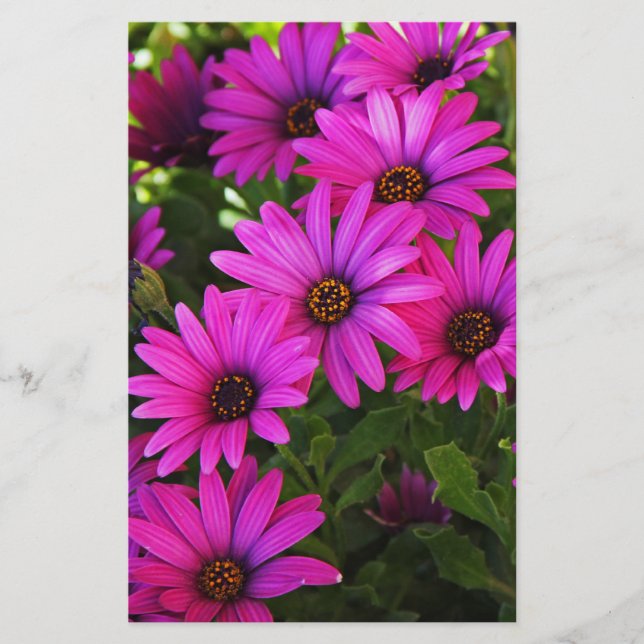 Papeterie Marguerite africaine pourpre (Devant)