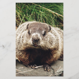 Papeterie Marmotte
