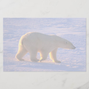 Papeterie Matin d'ours blanc
