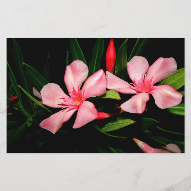 Papeterie Oleander (Devant)