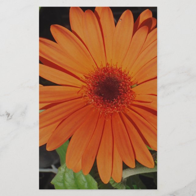 Papeterie Orange Gerber gerbera Daisy daisie (Devant)