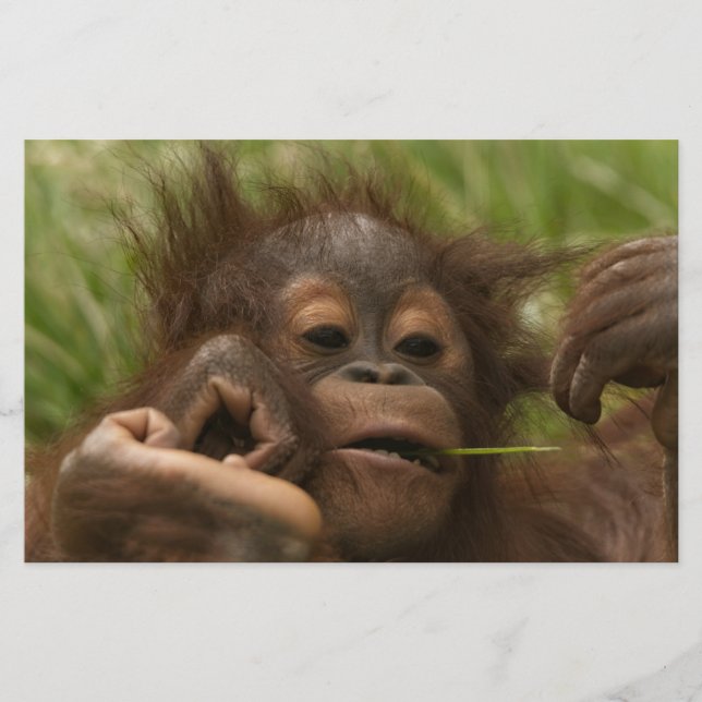 Papeterie Orangutan Baby (Devant)