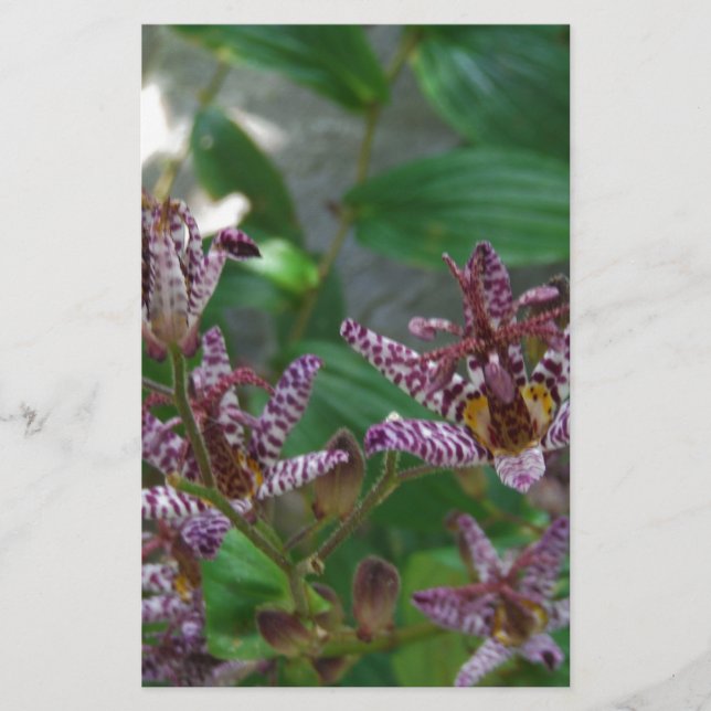 Papeterie Orchidée blanche rayée violette rose comme lys de  (Devant)