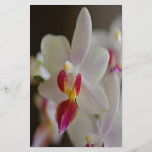 Papeterie Orchidée de Phalaenopsis