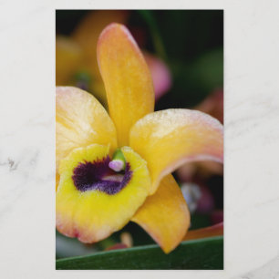Papeterie Orchidée du coucher de soleil