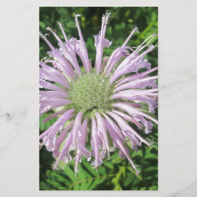 Papeterie Palme d'abeille violette (Devant)