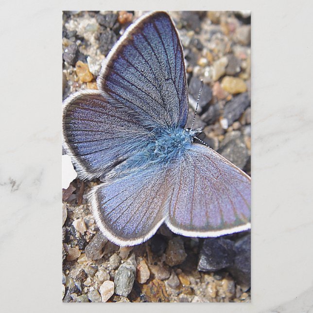 Papeterie Papillon bleu clair (Devant)