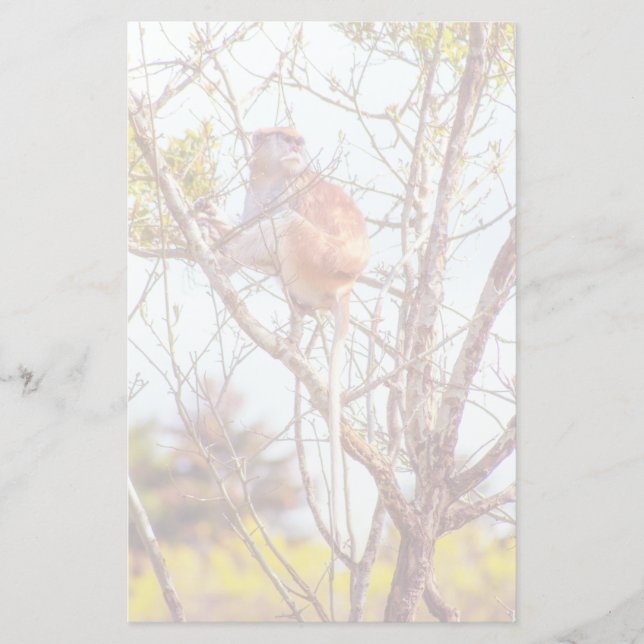 Papeterie Patas est au sommet d'un arbre (Devant)