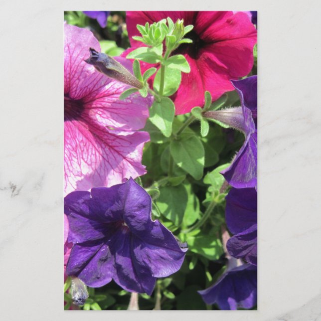 Papeterie Petunias colorées (Devant)