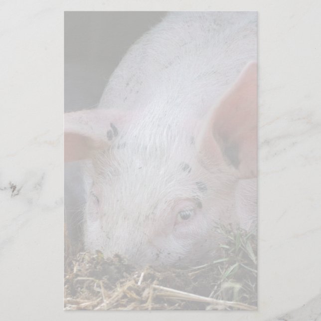 Papeterie Photo de cochon rose (Devant)