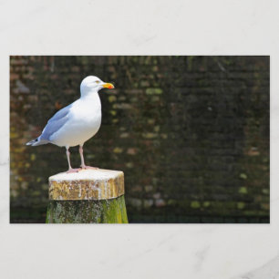 Papeterie Photo de mouette côtière et de faune océanique