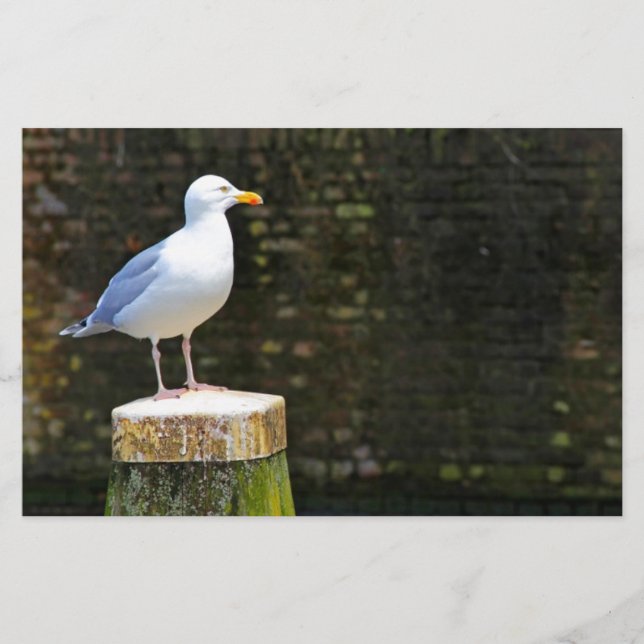 Papeterie Photo de mouette côtière et de faune océanique (Devant)