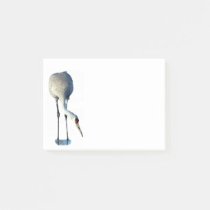 Papeterie photo Sandhill Crane 4x3 Notes post-it