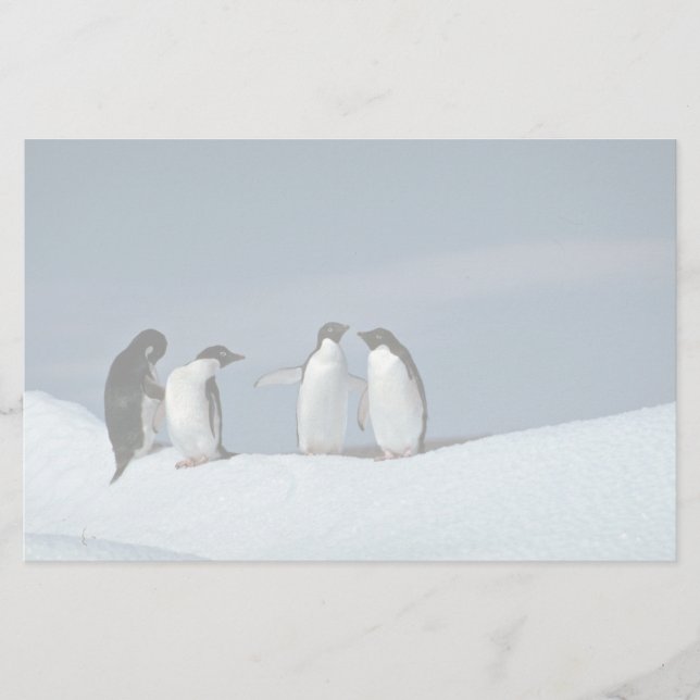 Papeterie Pingouins d'Adelite, Antarctique (Devant)