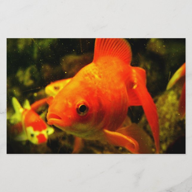 Papeterie Poisson doré (Devant)