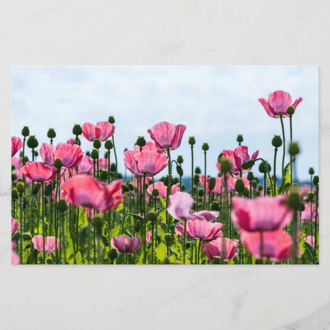 Papeterie Poppies roses (Devant)