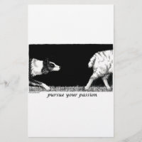 Poursuivez votre passion border collie