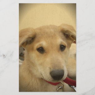 Papeterie Puppy Love : Le meilleur ami de l'homme