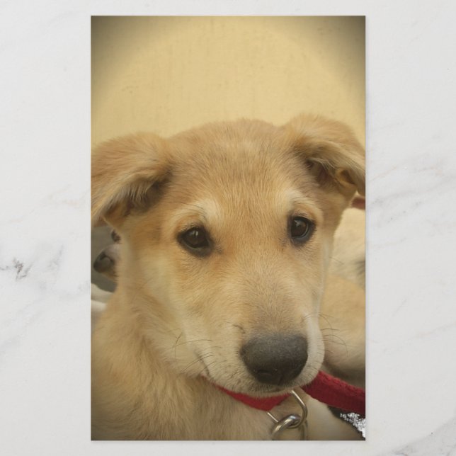 Papeterie Puppy Love : Le meilleur ami de l'homme (Devant)