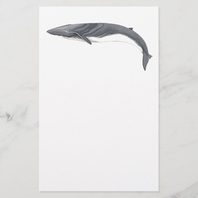 Papeterie Rorcual commun (Devant)