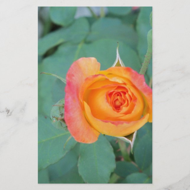 Papeterie rose orange (Devant)