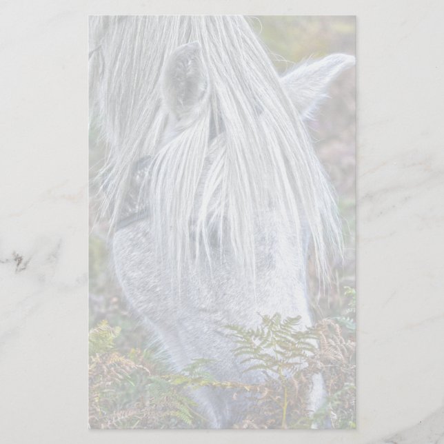 Papeterie Saule blanc Nouvelle Forêt Pony Pacé sur le Bracke (Devant)