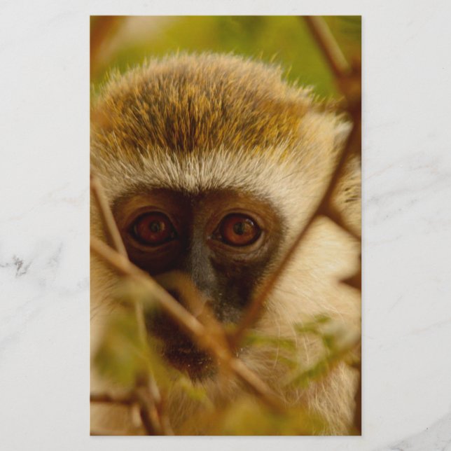 Papeterie Singe Cheeky. (Devant)