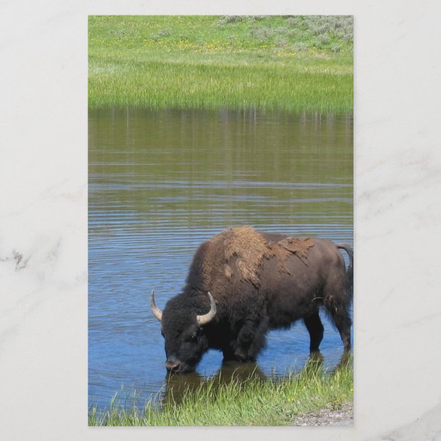 Papeterie Souvenir de Buffalo de Yellowstone (Devant)