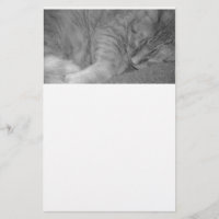 Tabby orange Chat/Photographie noir et blanc