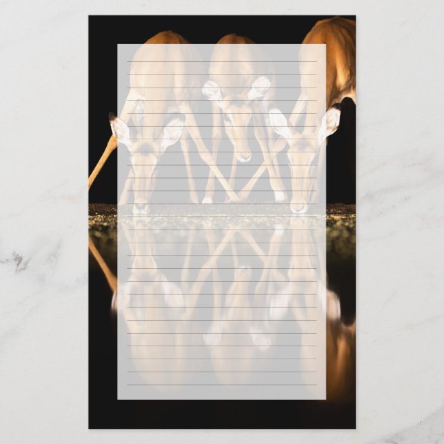 Papeterie Three Impala Drink Together at Night (Devant)