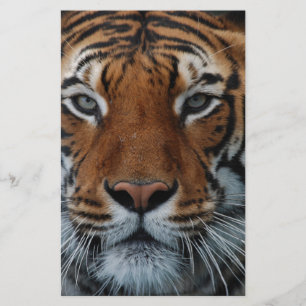 Papeterie Tiger Chat Stripes Jungle Mist Animal