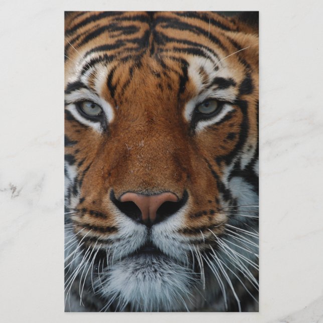 Papeterie Tiger Chat Stripes Jungle Mist Animal (Devant)