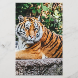 Papeterie Tigre
