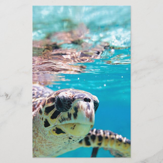 Papeterie Tortue (Devant)