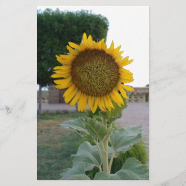 Papeterie Tournesol (Devant)