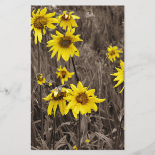 Papeterie Tournesol dans la Montagne Rocheuse