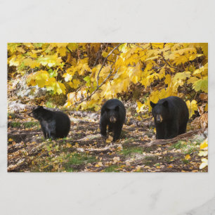 Papeterie Trois ours
