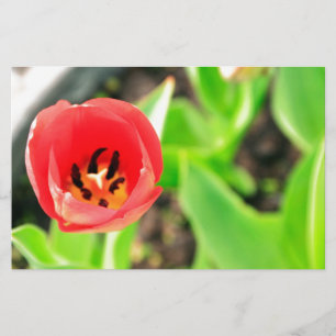 Papeterie Tulip