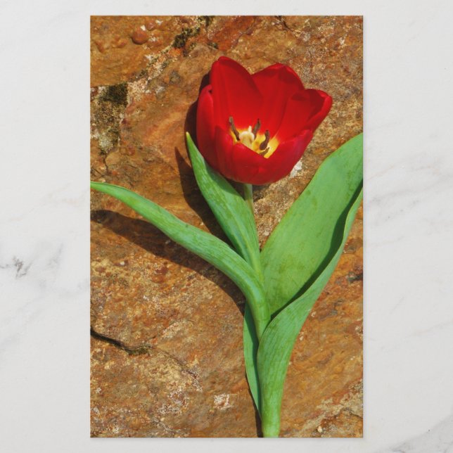 Papeterie Tulipe jaune et rouge (Devant)
