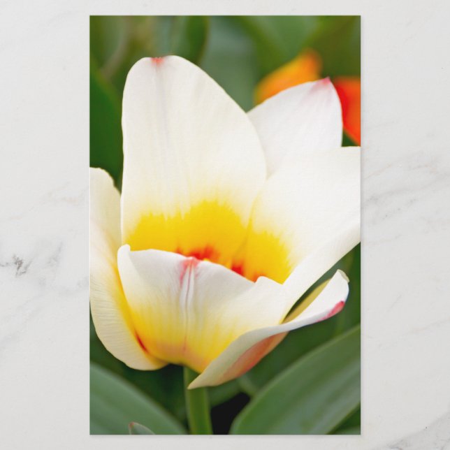 Papeterie Tulipes (Devant)