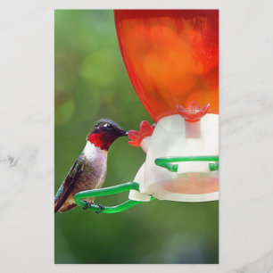 Papeterie Un colibri à gorge rubis