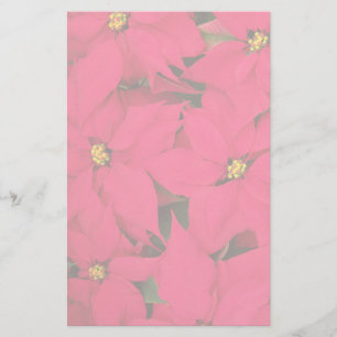 Papeterie Un tas de Poinsettias de Noël aux couleurs vives