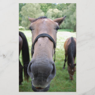 Papeterie Visage de cheval