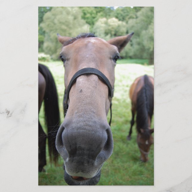 Papeterie Visage de cheval (Devant)