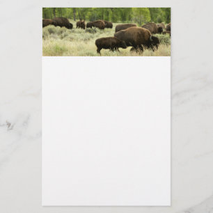 Papeterie Wyoming Bison Nature Animal Photographie