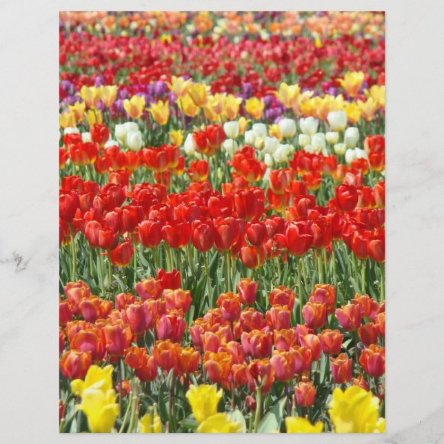 Papier à en-tête de scrapbooking Fleur de tulipe c (Devant)
