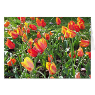 Papier à lettres Orange Tulips
