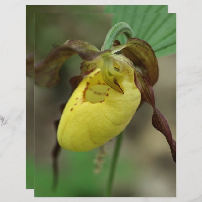 Papier à papier à chandelle jaune Lady Slipper Orc (Devant / Derrière)